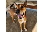 Adopt Thor a Belgian Malinois / Mixed dog in Sioux City, IA (38918885)