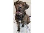 Adopt Faith a Mastiff / Mixed dog in Atlantic City, NJ (38926529)