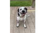 Adopt Royal-T a German Shorthaired Pointer / Mixed dog in Salisbury