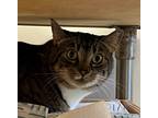 Adopt Twin a Domestic Shorthair / Mixed cat in El Cajon, CA (38930250)