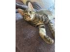 Adopt McLaren Sportster a Gray, Blue or Silver Tabby Domestic Shorthair / Mixed