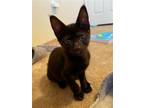 Adopt Mercedes Sportster a All Black Domestic Shorthair / Mixed (short coat) cat