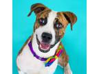 Adopt Rossi a Brindle Hound (Unknown Type) / Mixed dog in Newark, DE (38930023)