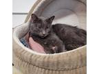 Adopt Charlotte a Domestic Shorthair / Mixed (short coat) cat in Murphysboro