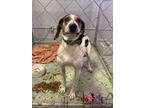 Adopt Hoot a Treeing Walker Coonhound / Mixed dog in Oak Hill, WV (38920120)