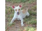Adopt Abel a White - with Tan, Yellow or Fawn Terrier (Unknown Type