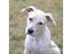 Adopt Glacier a White - with Tan, Yellow or Fawn American Pit Bull Terrier /