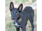 Adopt Cirque a Black Shepherd (Unknown Type) / Mixed dog in Abilene