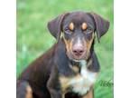 Adopt Mesa a Brown/Chocolate Mixed Breed (Medium) / Mixed dog in Abilene