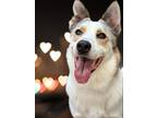 Adopt Jasper a Canaan Dog / Carolina Dog / Mixed dog in Houston, TX (38929367)