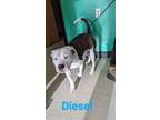 Adopt Diesel a Gray/Silver/Salt & Pepper - with White American Pit Bull Terrier