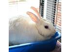 Adopt Fisher a Other/Unknown / Mixed rabbit in Asheville, NC (38929191)