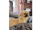 Adopt Hunny a Tan/Yellow/Fawn - with White Pekingese / Mixed dog in Portland