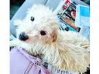 Adopt Paris a White Border Terrier / Terrier (Unknown Type