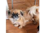 Adopt Ripley a Red/Golden/Orange/Chestnut - with Black Pekingese / Mixed dog in