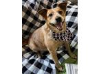 Adopt Binky a Australian Cattle Dog dog in Atlanta, GA (38919068)