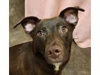 Adopt Hawk a Labrador Retriever / Mixed dog in Lexington, KY (38928630)