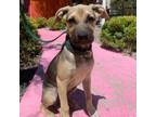 Adopt Pepper a Tan/Yellow/Fawn Mastiff dog in Vail, AZ (38918124)