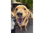 Adopt Clyde a Black - with Brown, Red, Golden, Orange or Chestnut Shepherd