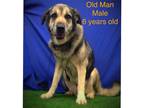 Adopt Old Man a Black - with Brown, Red, Golden, Orange or Chestnut German