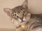 Adopt ALI a Gray or Blue Domestic Mediumhair / Mixed (medium coat) cat in