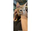 Adopt Potsticker a Domestic Shorthair / Mixed cat in Chico, CA (38928005)