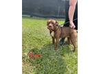 Adopt ZURI a Bull Terrier / Mixed dog in Marianna, FL (38920079)
