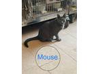 Adopt MOUSE a Domestic Shorthair / Mixed (short coat) cat in Marianna