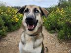 Adopt HUBBARD a German Shepherd Dog / Mixed dog in Tustin, CA (38918973)