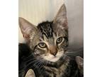Adopt Coral a Brown or Chocolate Domestic Shorthair / Domestic Shorthair / Mixed