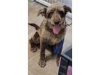 Adopt Boris a Terrier (Unknown Type, Medium) / Mixed dog in Granbury
