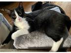 Adopt ROWDY RUFF a Domestic Mediumhair / Mixed cat in Northfield, OH (38927292)