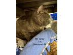 Adopt Mr. Grey a Domestic Shorthair (short coat) cat in Fort Walton Beach
