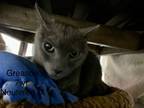 Adopt Greason a Domestic Shorthair (short coat) cat in Fort Walton Beach