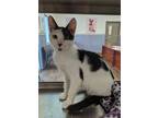 Adopt Cupid a White (Mostly) Domestic Shorthair / Mixed (short coat) cat in