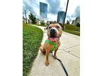 Adopt Carson - In Foster a American Staffordshire Terrier / Mixed dog in Grand