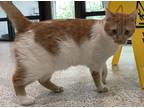 Adopt King a Orange or Red Domestic Shorthair / Domestic Shorthair / Mixed cat