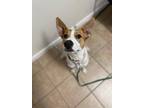 Adopt Chloe $195 a Brown/Chocolate - with White Australian Cattle Dog / Mixed