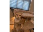 Adopt Cheeto Bandito a Orange or Red Domestic Shorthair / Mixed (short coat) cat