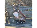 Adopt Izzy a Brindle American Pit Bull Terrier / Mixed dog in Spartanburg