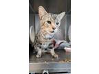 Adopt 53927295 a Brown Tabby Domestic Mediumhair / Mixed cat in El Paso