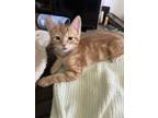 Adopt Rambo a Orange or Red American Shorthair (short coat) cat in San Jose
