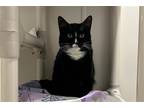 Adopt Munich a Black & White or Tuxedo Domestic Shorthair / Mixed cat in New