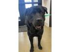 Adopt Kota a Black Chow Chow / Mixed dog in TRINIDAD, CO (38924332)