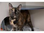 Adopt Ness a Domestic Shorthair / Mixed cat in New York, NY (38924328)