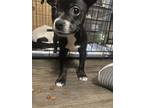 Adopt No name puppies a Black Border Terrier / Border Collie / Mixed dog in San