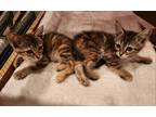 Adopt Buttercup & Reeses a Tortoiseshell Domestic Shorthair (short coat) cat in