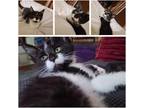 Adopt Zenobia a Black & White or Tuxedo Domestic Shorthair (short coat) cat in