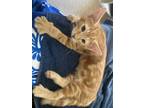 Adopt Cheeto a Orange or Red (Mostly) American Shorthair (short coat) cat in San