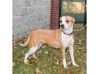 Adopt Missy a Labrador Retriever / Mixed Breed (Medium) / Mixed dog in Columbus